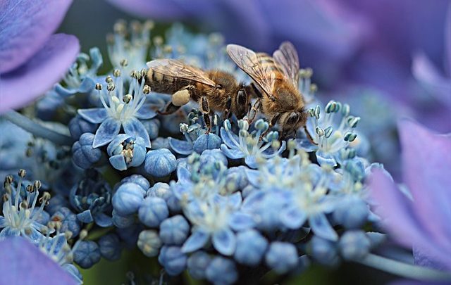 Rughe: come rimuoverle con la crema al veleno d’api