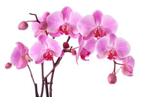 Come curare le orchidee: consigli su come fare manutenzione, come annaffiarle e che concime utilizzare