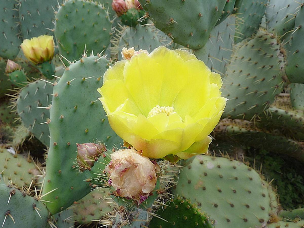 I 10 migliori benefici per la salute dei fiori di fico d'India